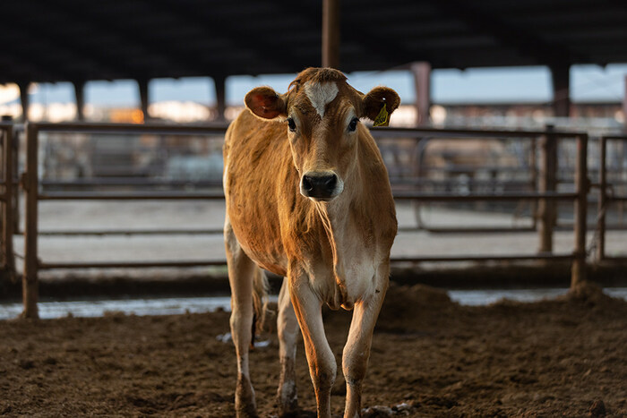 The California Dairy Research Foundation (CDRF) and the Department of Food and Agriculture (CDFA) Office of Environmental Farming and Innovation last month announced the award of $17.97 million in grant funding through the Dairy Plus Program to 15 California dairy farm projects in conjunction with corresponding Alternative Manure Management Program (AMMP) and Dairy Digester Research and Development Program (DDRDP) projects.